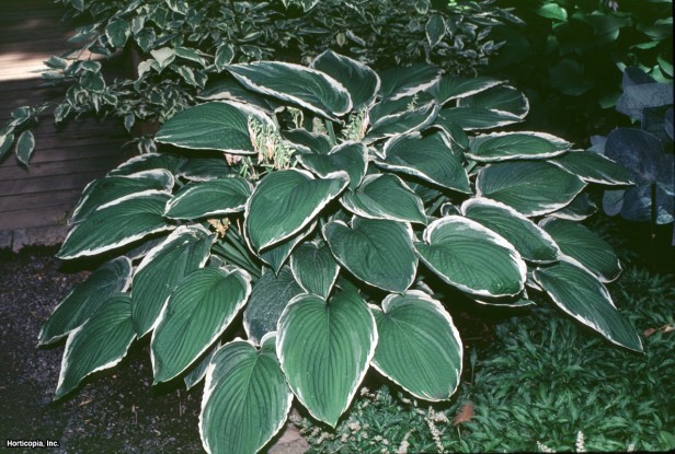 Hosta