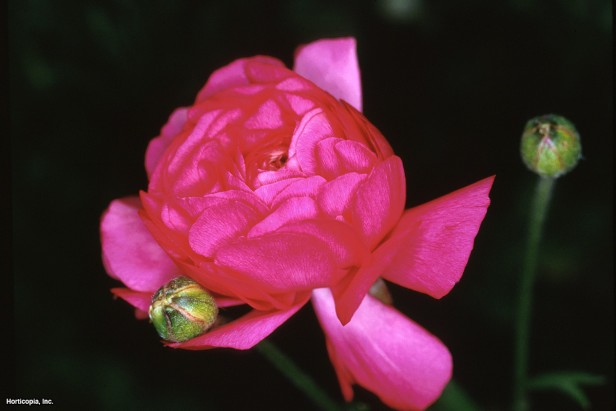 İran Düğün Çiçeği