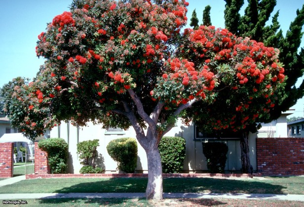 Kırmızı Çiçekli Okaliptüs