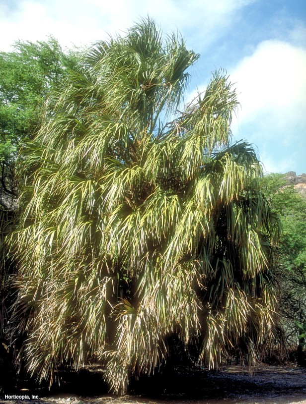 Sonoran Palmetto
