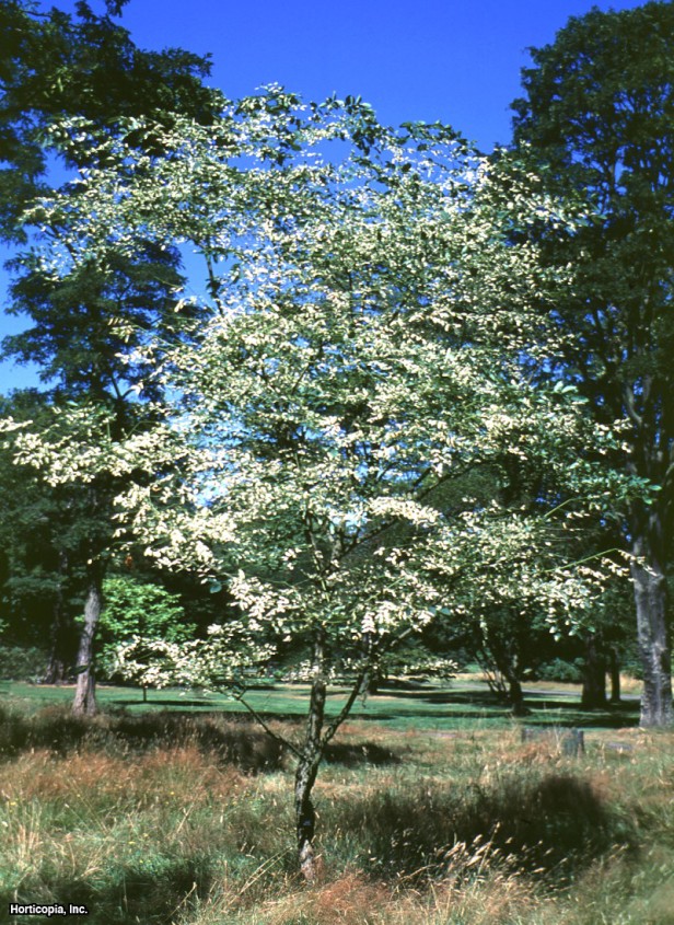 Kentucky Kahve Ağacı