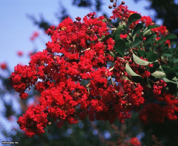 Crapemyrtle
