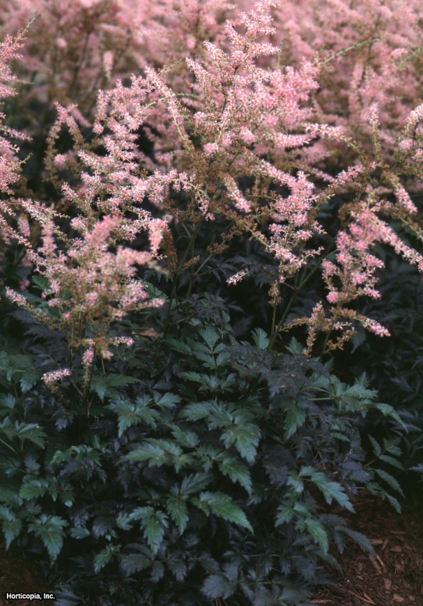 Cüce Astilbe