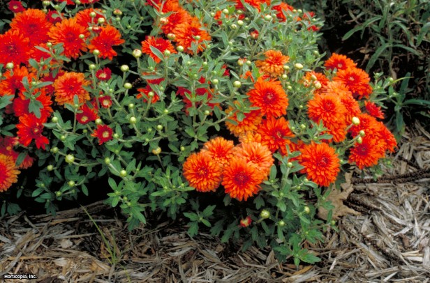 Çiçekçinin Krizantem