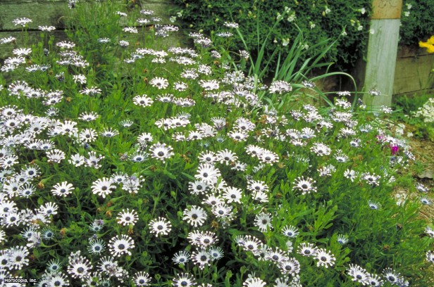 Sondaki Afrika Papatyası