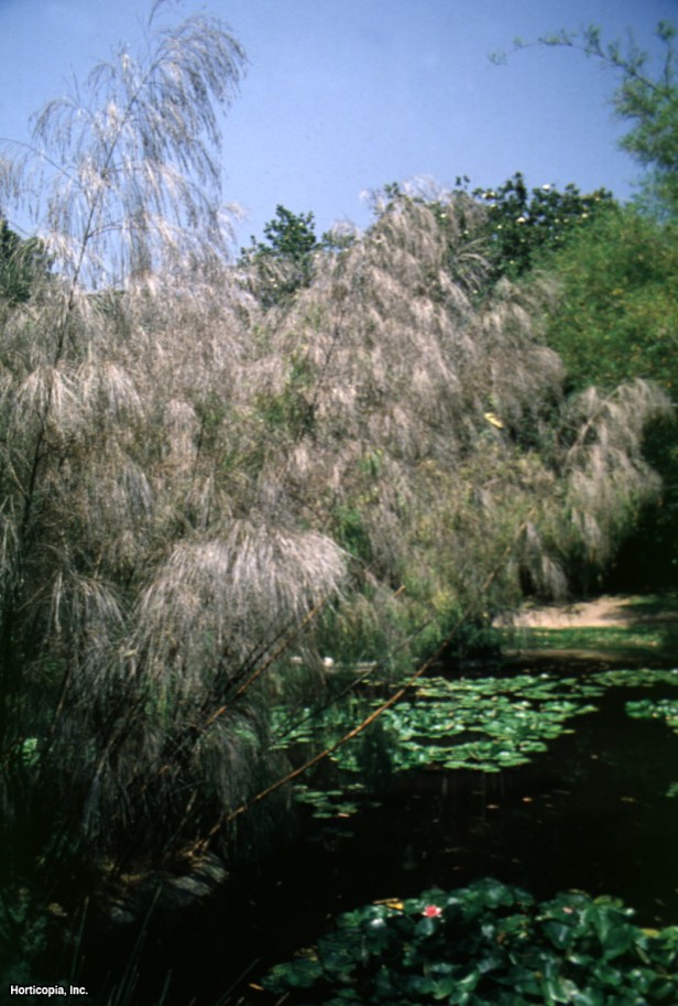 Meksika Ağlayan Bambu