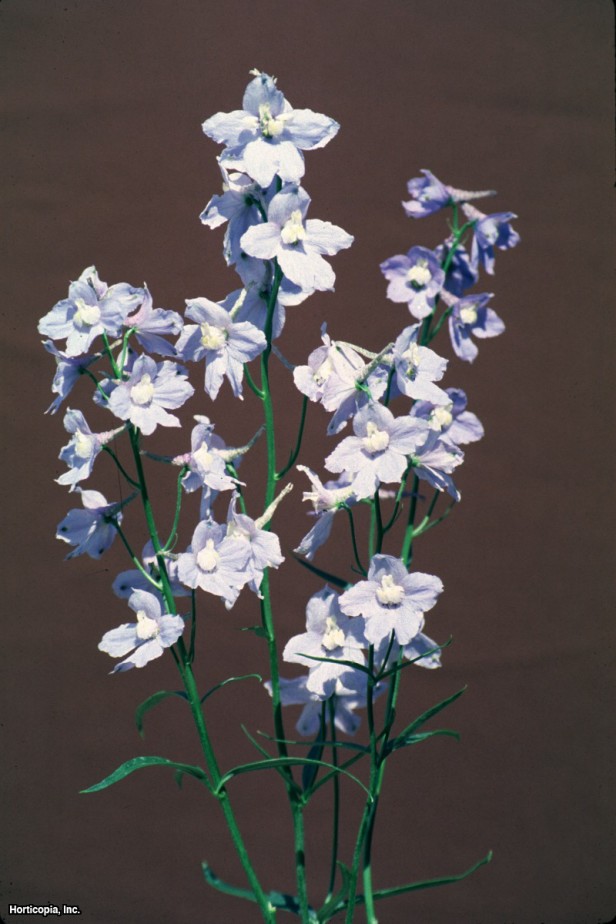 delphinium