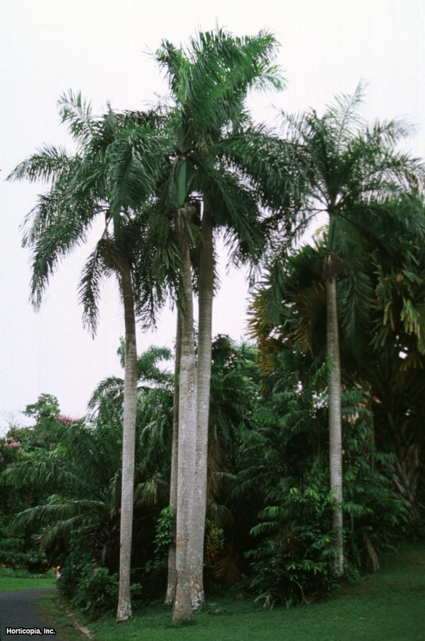 Porto Riko Kraliyet Palmiyesi
