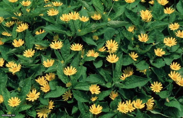 Altın Madalyon Çiçeği