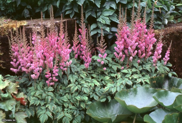 Çince Astilbe