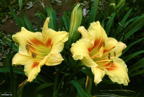 Daylily