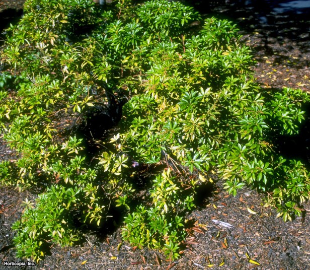 Vadideki Zambak çalısı