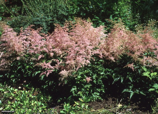 Cüce Astilbe
