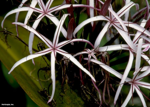 Dev Örümcek Zambak