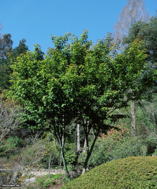 Yılan Kabuğu Akçaağacı