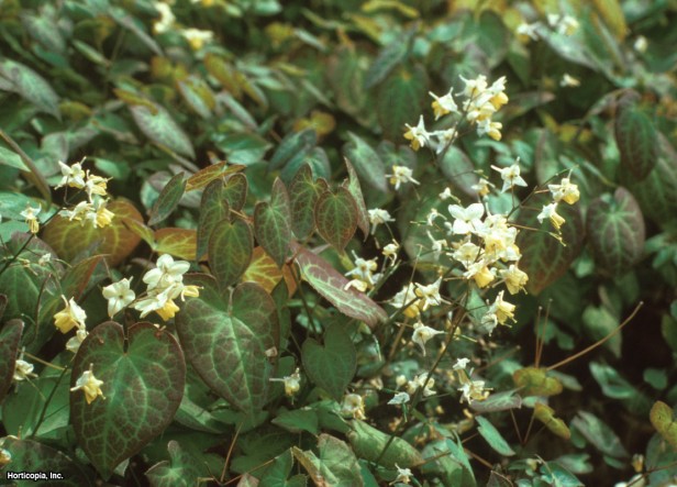 kırmızı epimedium