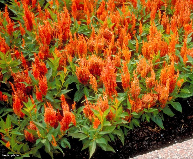 Tüy Celosia