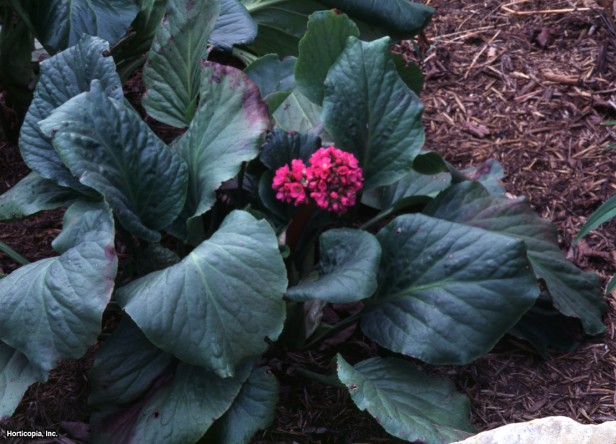 Heartleaf Bergenia