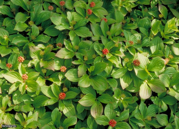 Kızılcık Bunchberry