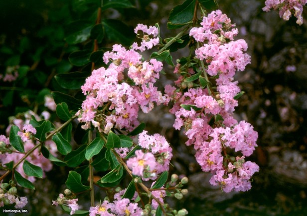 Crapemyrtle