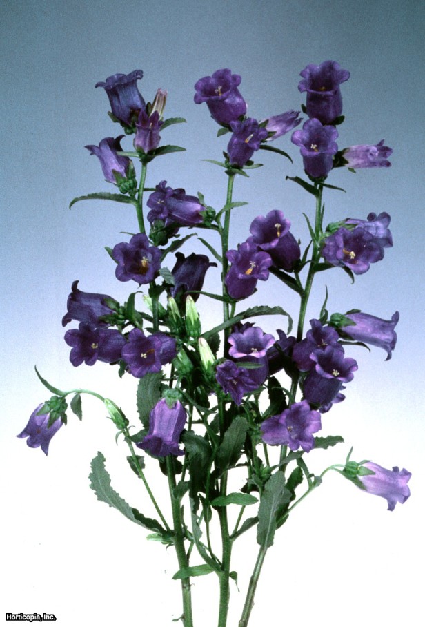 Canterbury Çanları