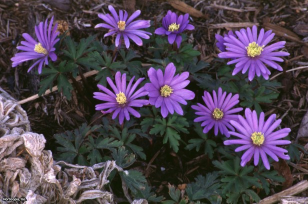 Yunan Rüzgar Çiçeği