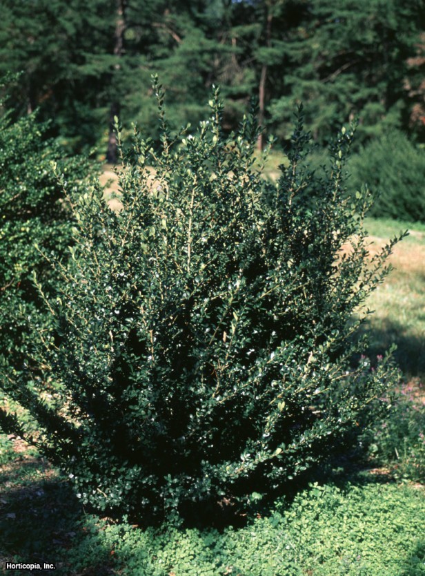 Japon çobanpüskülü