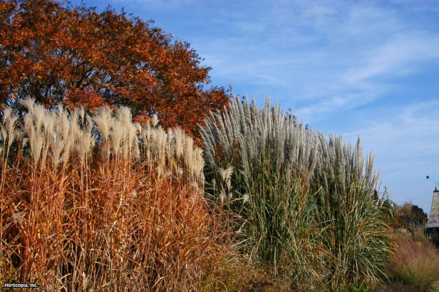 Dev Çin Gümüş Otu