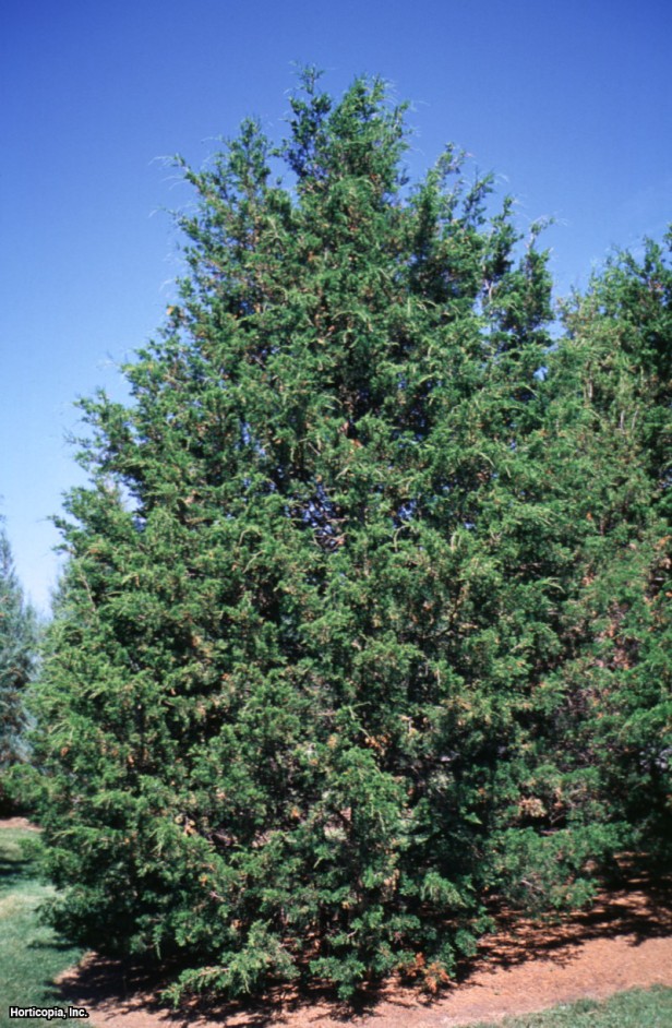 Doğu Kızıl Sediri