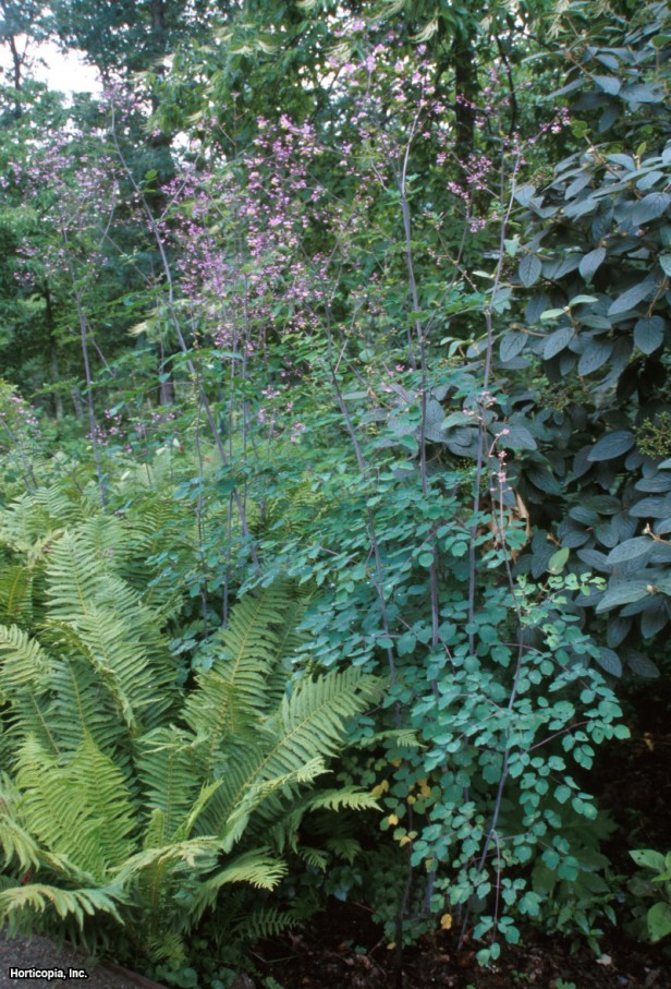 Yunnan Çayır Sokağı