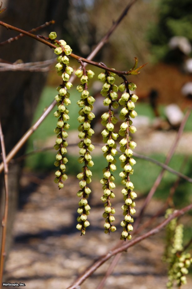 Stachyurus