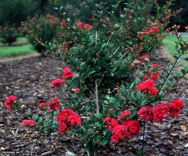 Crapemyrtle