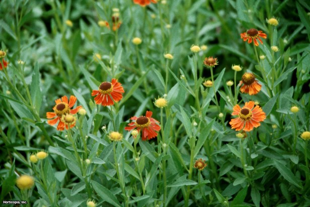 Ortak Hapşırma Otu