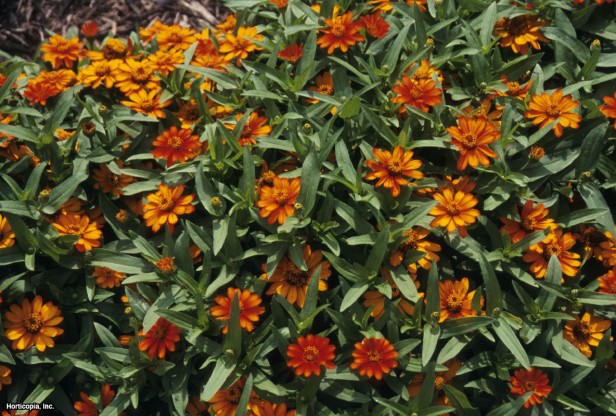 Zinniya