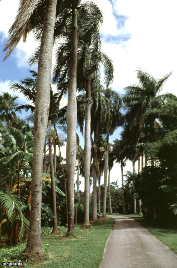 Küba Kraliyet Palmiyesi