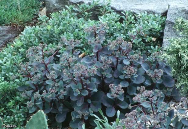 Sedum