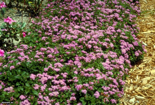 Bahçe Ageratum