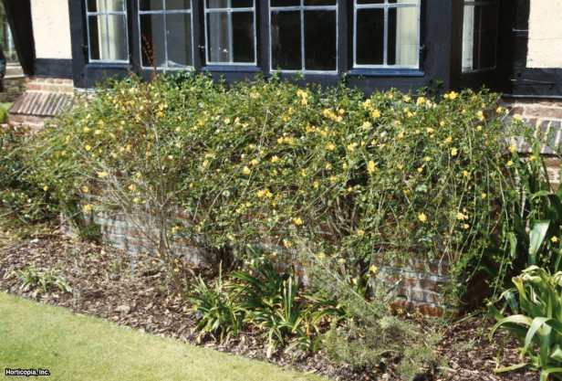 çuha çiçeği yasemin