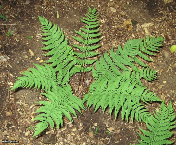 Marjinal Kalkan Eğreltiotu