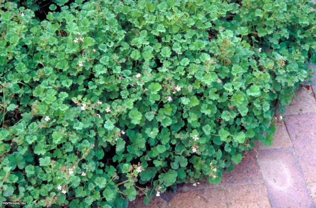 Küçük Hindistan Cevizi Kokulu Sardunya