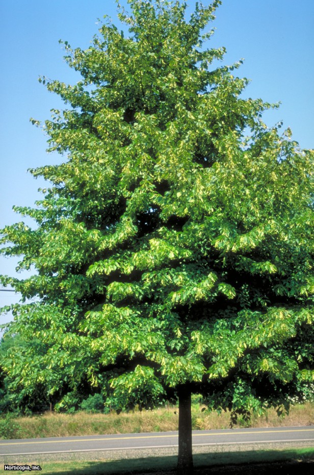 Küçük Yapraklı Ihlamur