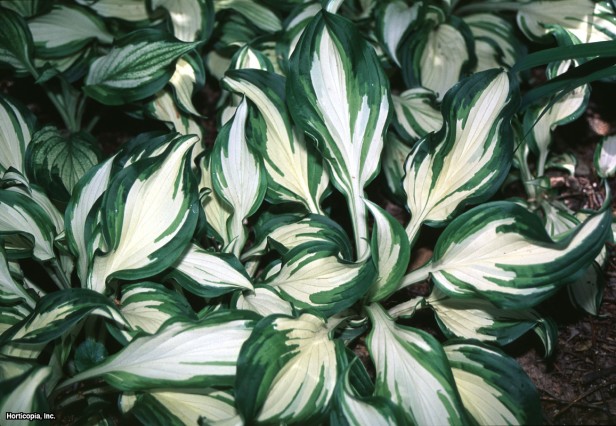 Hosta