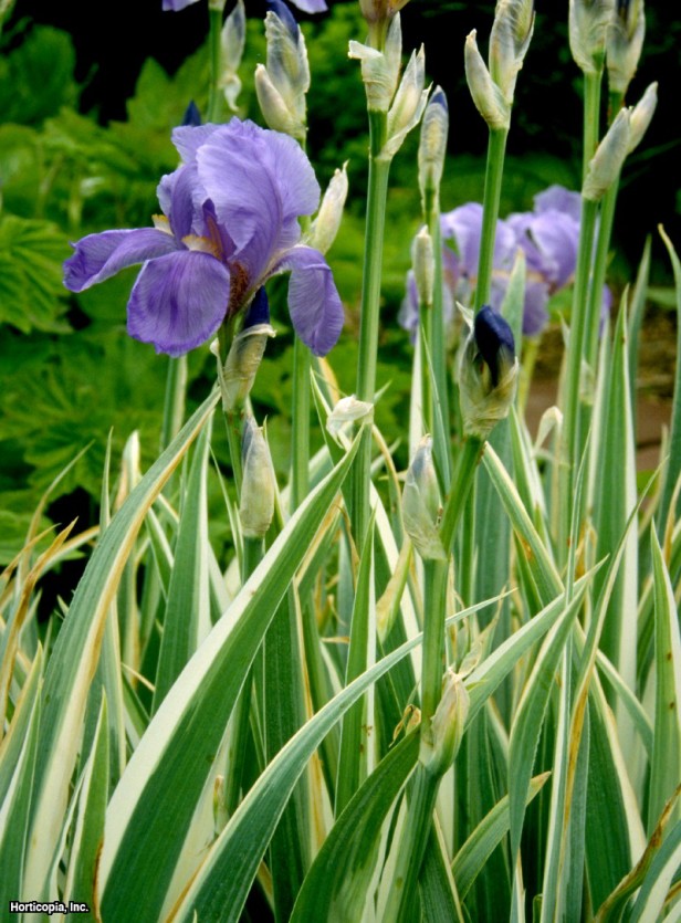 tatlı iris