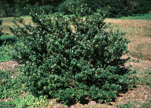 Japon çobanpüskülü