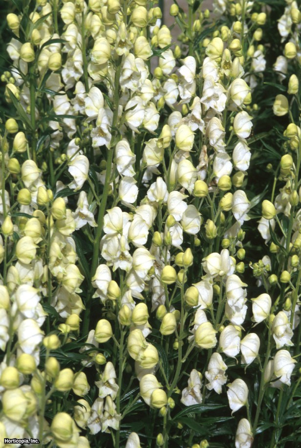 Bahçe Keşiş Başlığı