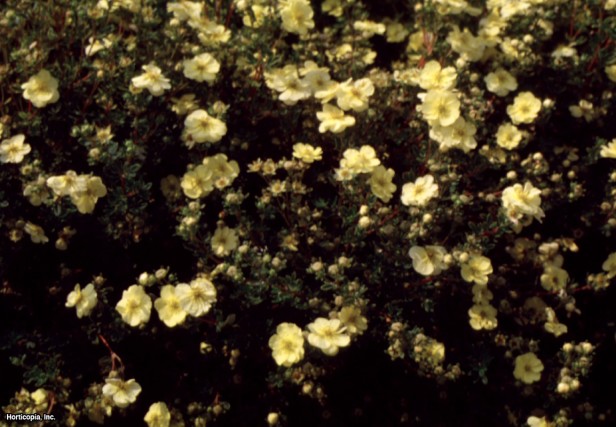 Çalı beşparmakotu