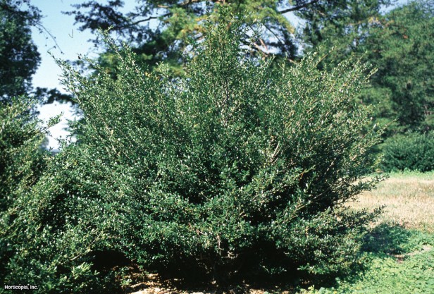 Japon çobanpüskülü