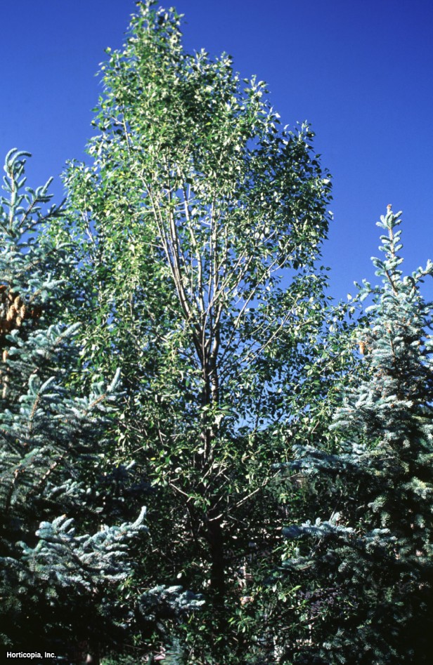 Lanceleaf Cottonwood