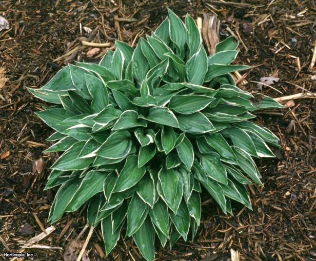 Hosta