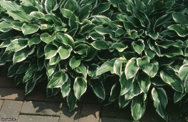 Hosta